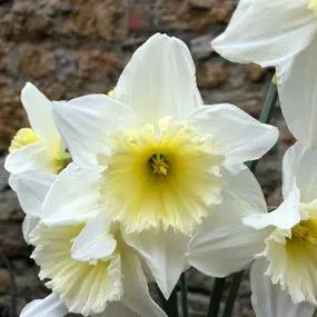 Ice Follies Daffodil (Narcissus Ice Follies) Img 4